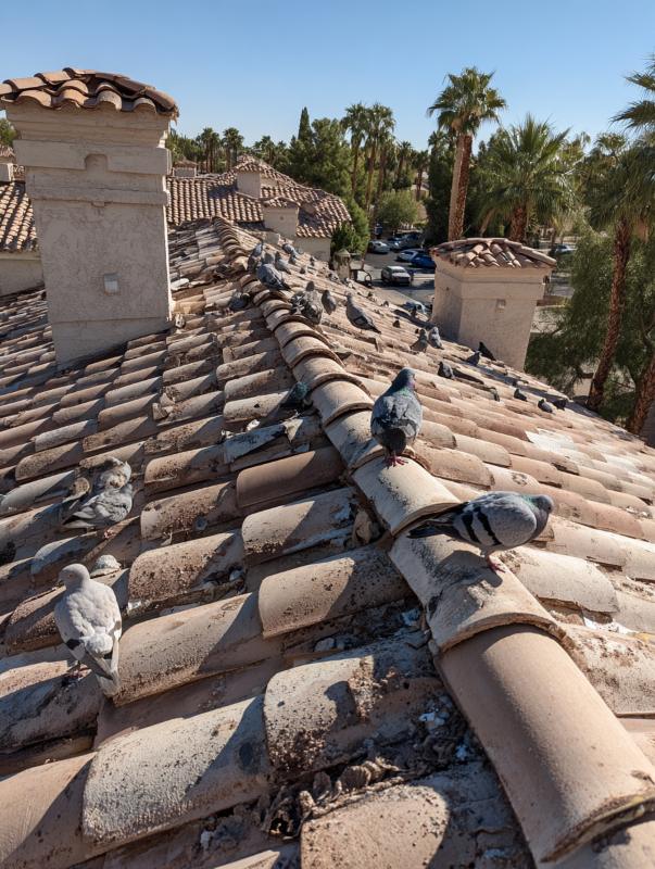 Health & Property Risks from Pigeon Activity